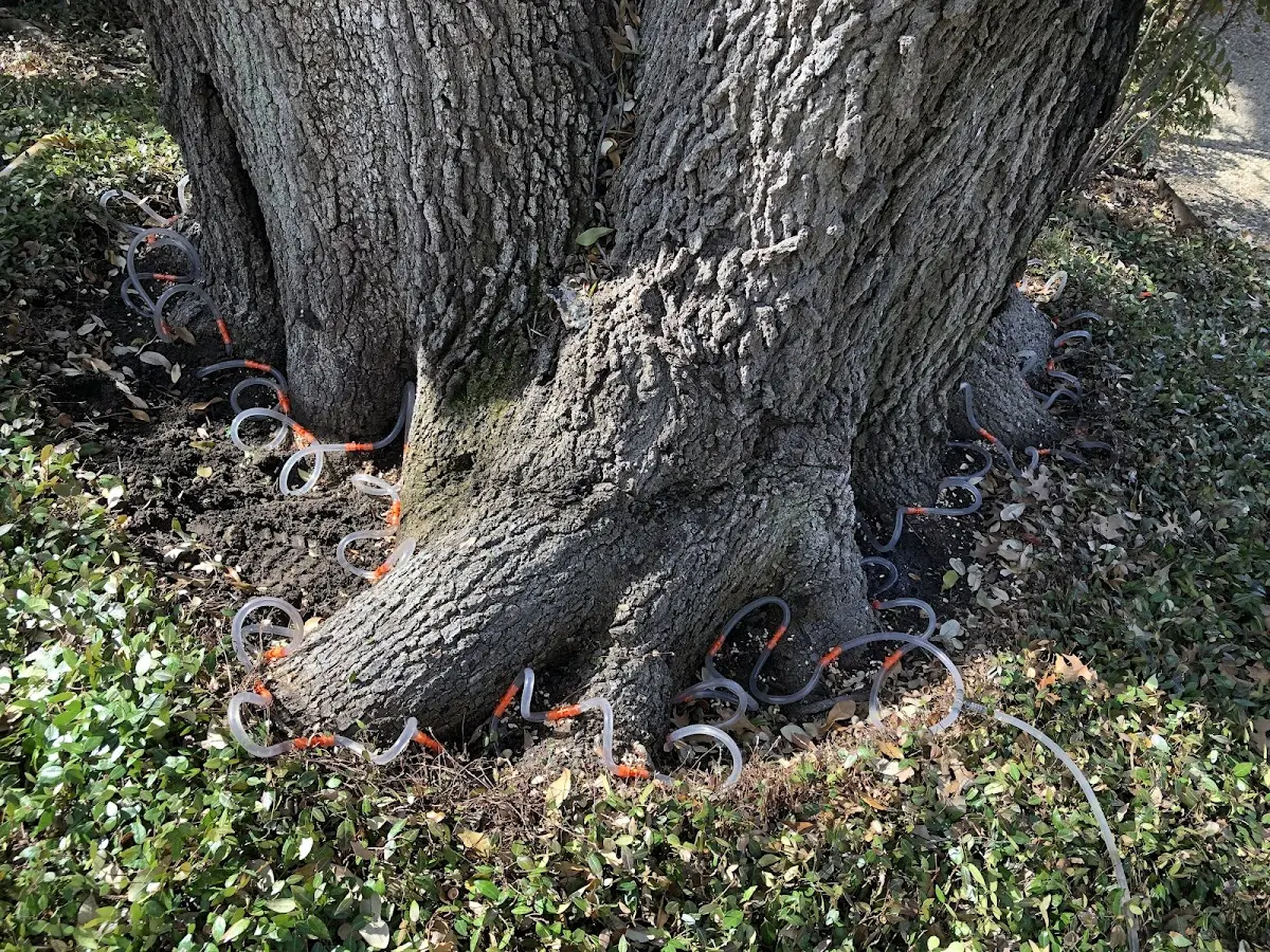 Detailed Tree Cabling and Bracing job site in Kealia